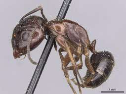 Imagem de Camponotus nitens Mayr 1870