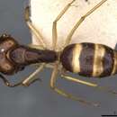 Image of Camponotus santosi Forel 1908
