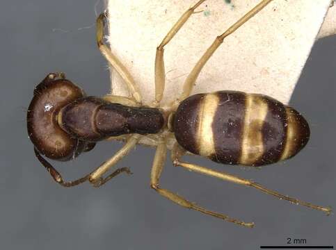 Imagem de Camponotus santosi Forel 1908