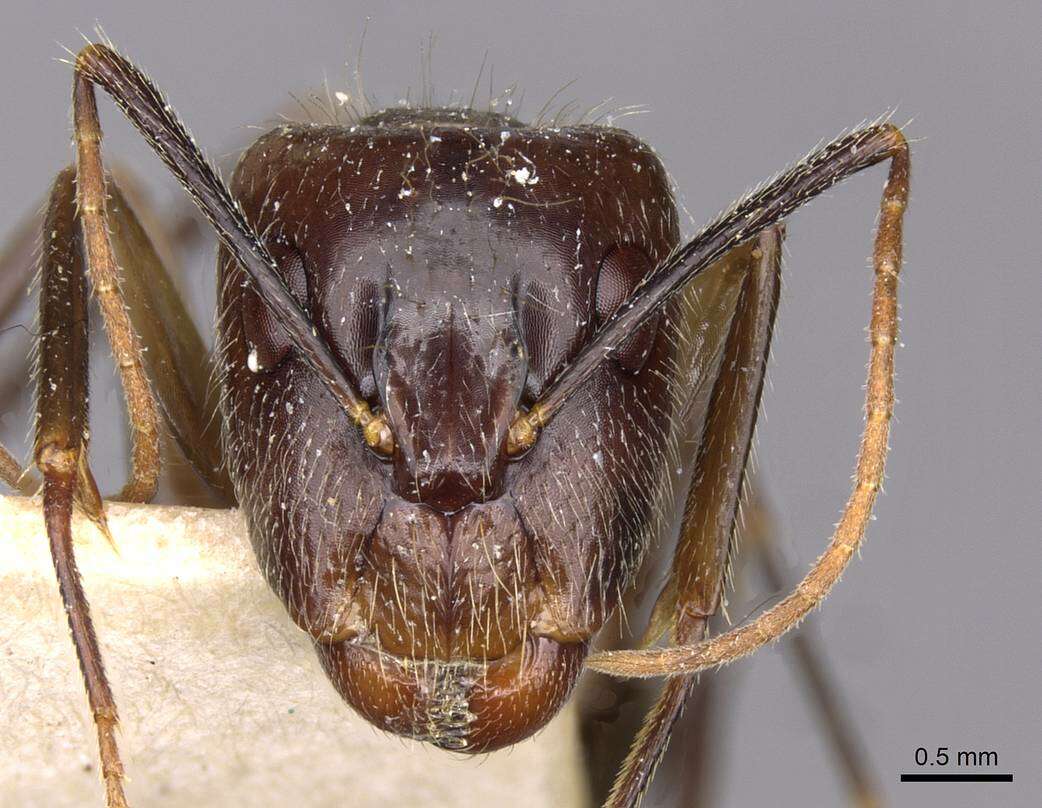 Image of Camponotus substitutus Emery 1894