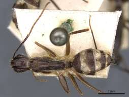 Image of Camponotus substitutus Emery 1894