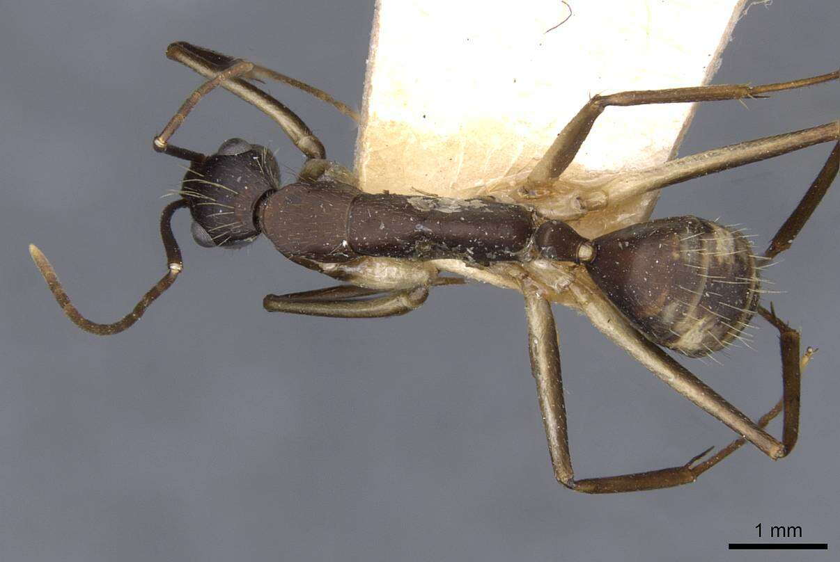 Imagem de Camponotus albicoxis Forel 1899