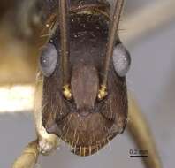 Imagem de Camponotus albicoxis Forel 1899