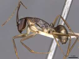 Imagem de Camponotus albicoxis Forel 1899