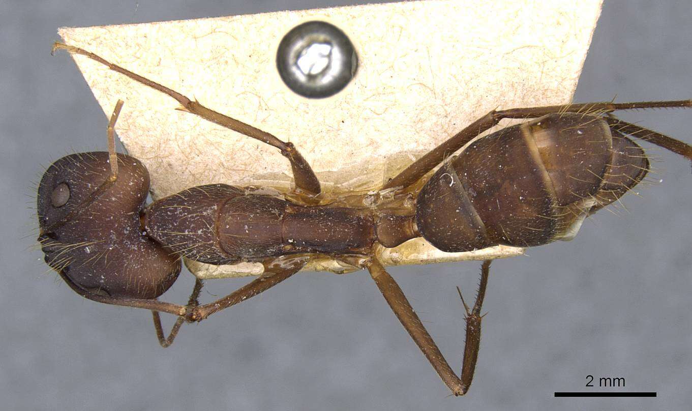 Imagem de Camponotus amoris Forel 1904