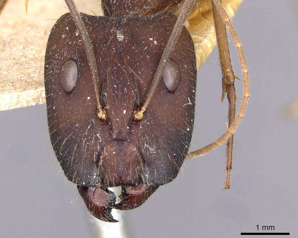 Imagem de Camponotus amoris Forel 1904