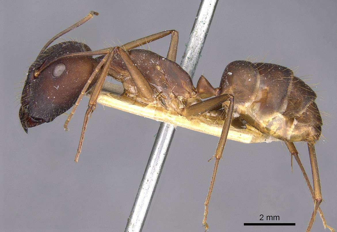 Imagem de Camponotus amoris Forel 1904