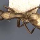 Imagem de Camponotus nepos Forel 1912