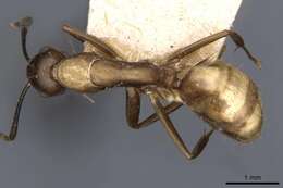 Image of Camponotus nepos Forel 1912