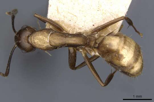 Image of Camponotus nepos Forel 1912