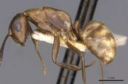 Imagem de Camponotus nepos Forel 1912