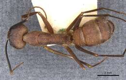 Imagem de Camponotus obreptivus Forel 1899