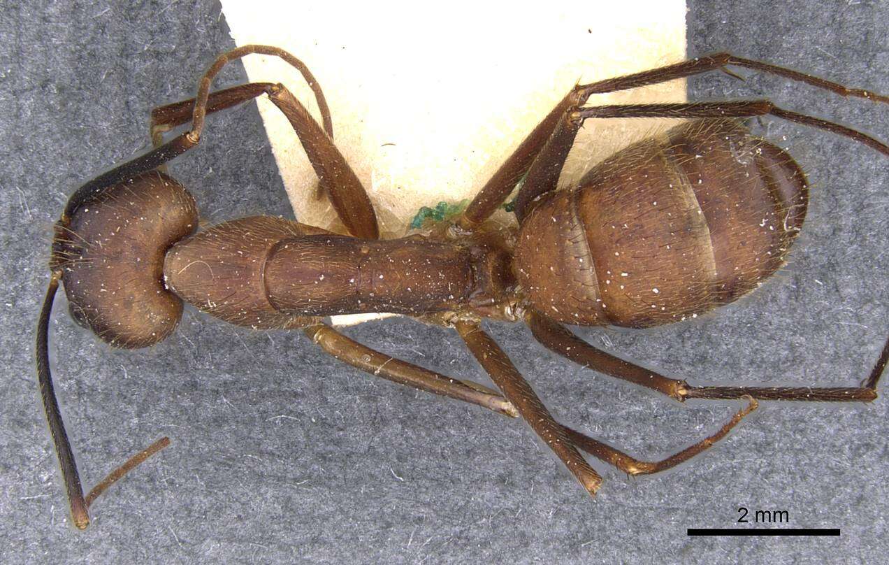 Image of Camponotus obreptivus Forel 1899