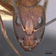 Image of Camponotus obreptivus Forel 1899