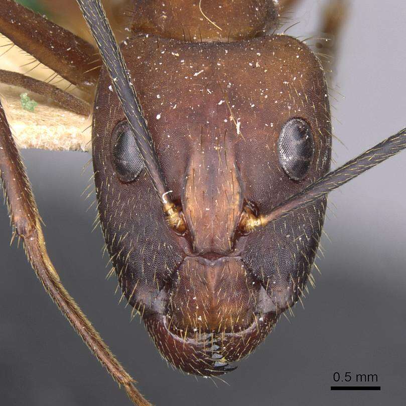 Imagem de Camponotus obreptivus Forel 1899