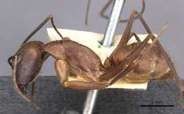 Imagem de Camponotus obreptivus Forel 1899