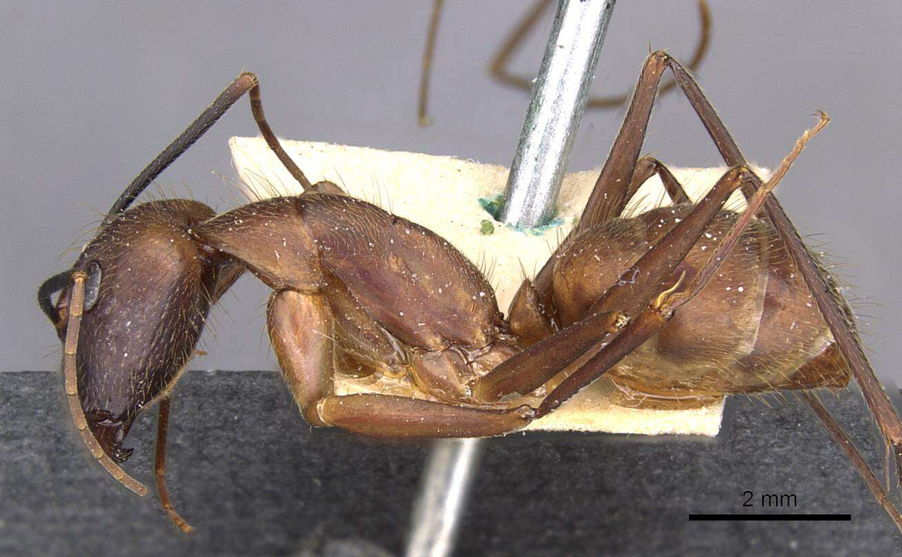 Image of Camponotus obreptivus Forel 1899