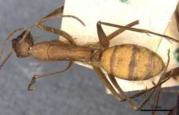 Imagem de Camponotus obreptivus Forel 1899