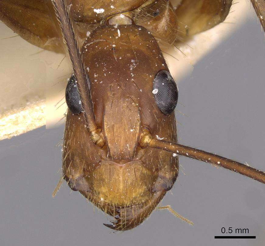 Imagem de Camponotus obreptivus Forel 1899