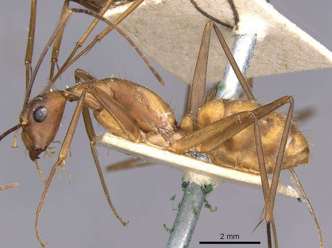 Imagem de Camponotus obreptivus Forel 1899