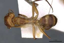 Plancia ëd Camponotus silvicola Forel 1902