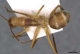 Plancia ëd Camponotus silvicola Forel 1902