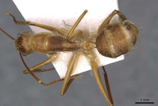 Image de Camponotus silvicola Forel 1902