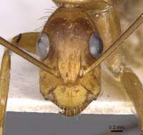 Plancia ëd Camponotus silvicola Forel 1902