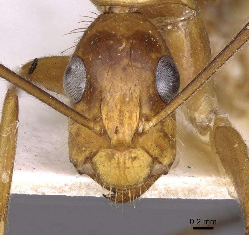 Plancia ëd Camponotus silvicola Forel 1902