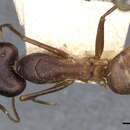 Image of Camponotus zenon Forel 1912