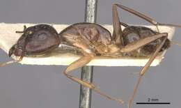 Image of Camponotus traegaordhi Santschi 1914