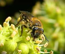 Colletes hederae Schmidt & Westrich 1993 resmi