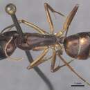 Image of Camponotus pulvinatus Mayr 1904