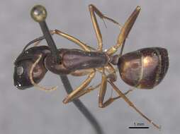 Слика од Camponotus pulvinatus Mayr 1904