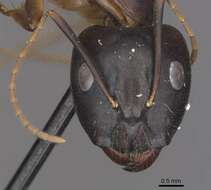 Слика од Camponotus pulvinatus Mayr 1904