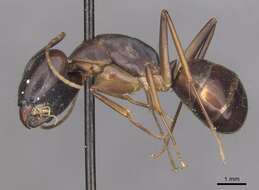 Слика од Camponotus pulvinatus Mayr 1904