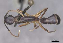 Слика од Camponotus pulvinatus Mayr 1904