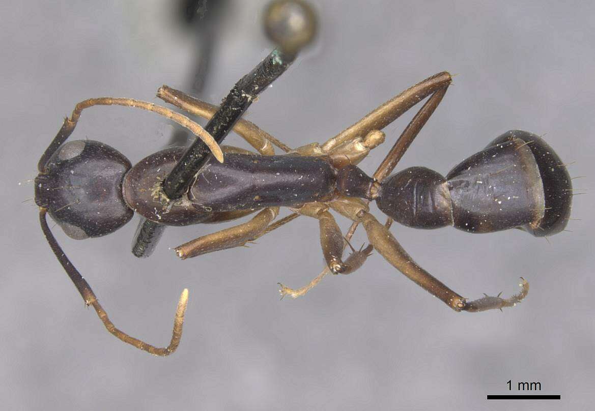 Слика од Camponotus pulvinatus Mayr 1904