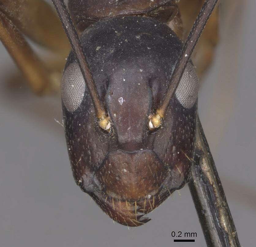 Слика од Camponotus pulvinatus Mayr 1904