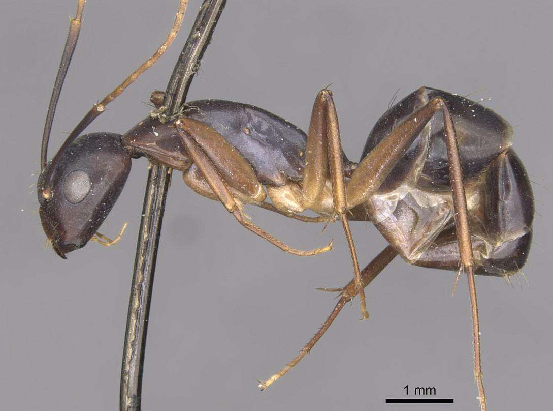 Слика од Camponotus pulvinatus Mayr 1904