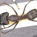 Image of Camponotus pompeius Forel 1886