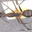 Image of Camponotus varus Forel 1910