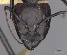 Image of Camponotus sexpunctatus Forel 1894