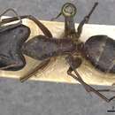 Image de Camponotus wellmani Forel 1909