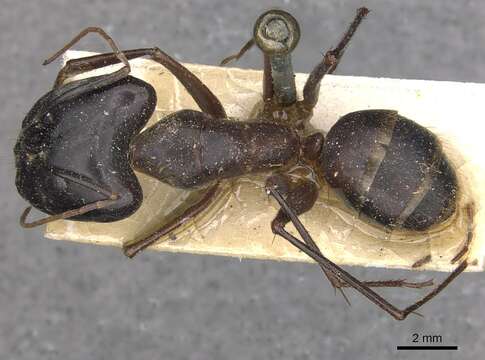 Image of Camponotus wellmani Forel 1909