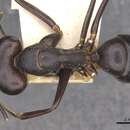 Plancia ëd Camponotus autrani Forel 1886
