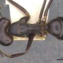 Image of Camponotus autrani Forel 1886