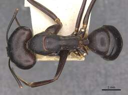 Image of Camponotus autrani Forel 1886