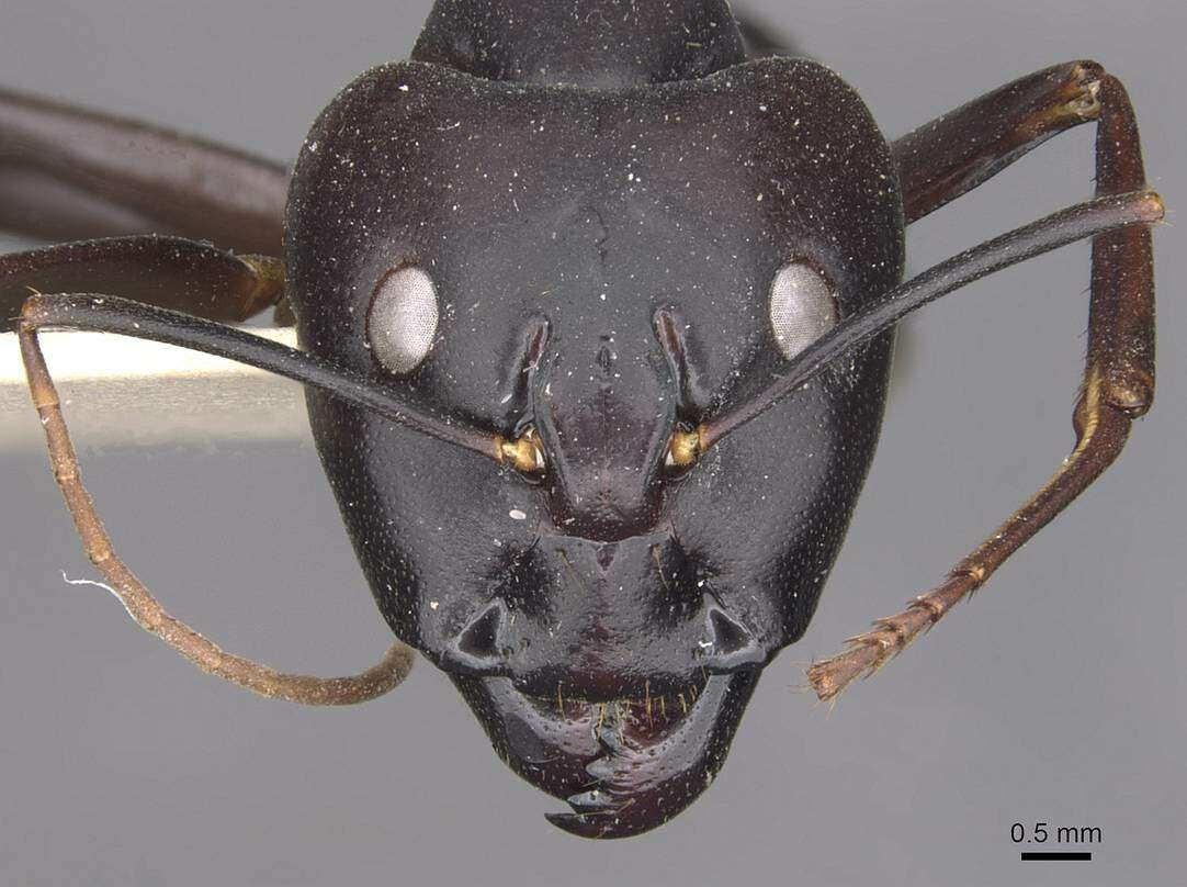 Plancia ëd Camponotus autrani Forel 1886