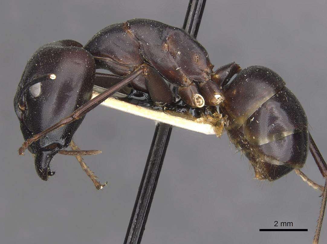 Plancia ëd Camponotus autrani Forel 1886